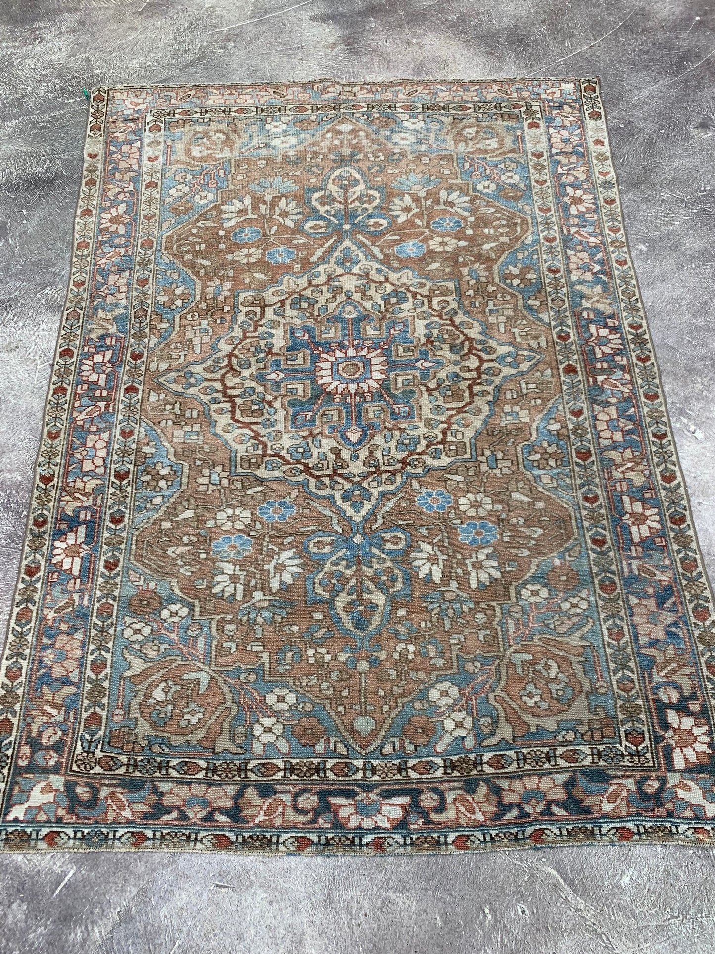 Persian, 4.8 x 5.6